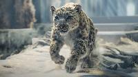 Click to watch 'The Clouded Mountain' (popup) His Dark Materials